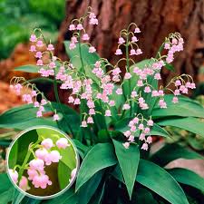 Attēlu rezultāti vaicājumam “Convallaria majalis flower”