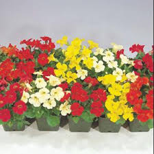 Image result for Mimulus x hybrida