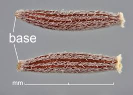 Attēlu rezultāti vaicājumam “Senecio viscosus fruit”