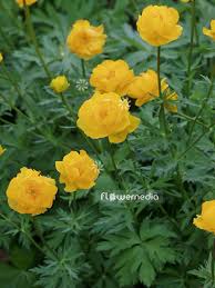 Attēlu rezultāti vaicājumam “Trollius europaeus”