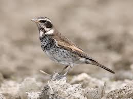 Image result for Turdus eunomus