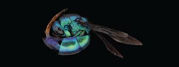 Attēlu rezultāti vaicājumam “Insecta”