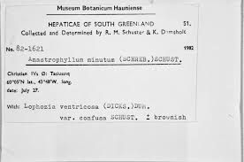 Attēlu rezultāti vaicājumam “Anastrophyllum minutum”