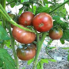 Afbeeldingsresultaat voor black elephant tomato