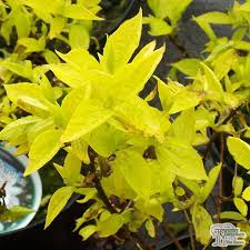 Attēlu rezultāti vaicājumam “Philadelphus coronarius leaf”