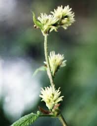 Attēlu rezultāti vaicājumam “Humulus lupulus bud”