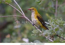 Attēlu rezultāti vaicājumam “Oriolus oriolus female”