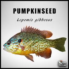 Image result for Lepomis gibbosus