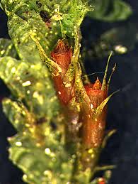 Attēlu rezultāti vaicājumam “Neckera pennata”