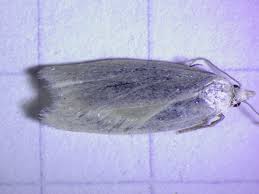 Attēlu rezultāti vaicājumam “Eana argentana”