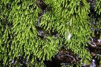 Attēlu rezultāti vaicājumam “Philonotis”