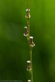 Attēlu rezultāti vaicājumam “Triglochin palustre fruit”