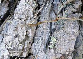 Attēlu rezultāti vaicājumam “Arthonia leucopellaea”