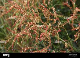 Attēlu rezultāti vaicājumam “Herniaria glabra”
