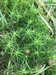 Attēlu rezultāti vaicājumam “Polytrichum formosum”
