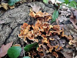 Attēlu rezultāti vaicājumam “Stereum hirsutum”