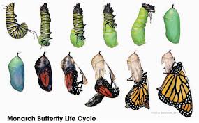 Image result for monarch butterfly