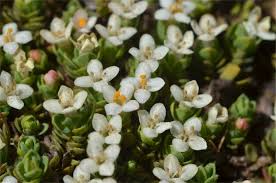 Attēlu rezultāti vaicājumam “Licea pygmaea sessile”