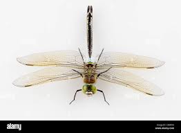 Attēlu rezultāti vaicājumam “Anax parthenope”