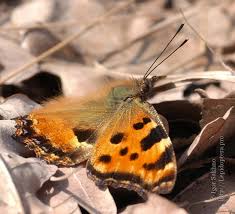 Attēlu rezultāti vaicājumam “Nymphalis xanthomelas pupa”