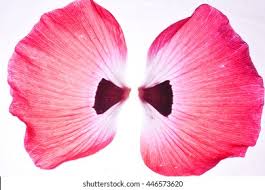 Image result for Papaver rhoeas 'Shirley'