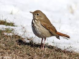 Image result for Catharus guttatus