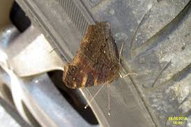 Attēlu rezultāti vaicājumam “Inachis io underside”