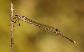 Attēlu rezultāti vaicājumam “Lestidae”