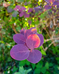 Attēlu rezultāti vaicājumam “Cotinus coggygria leaf”