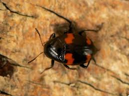 Attēlu rezultāti vaicājumam “Scaphidium quadrimaculatum”