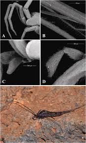 Attēlu rezultāti vaicājumam “Machilidae”