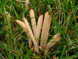 Attēlu rezultāti vaicājumam “Clavaria fumosa”