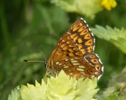 Attēlu rezultāti vaicājumam “Hamearis lucina underside”