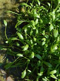 Attēlu rezultāti vaicājumam “Limosella aquatica”