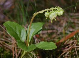 Attēlu rezultāti vaicājumam “Orthilia secunda”