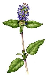 Attēlu rezultāti vaicājumam “Prunella vulgaris”