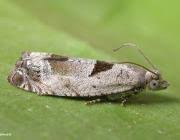 Attēlu rezultāti vaicājumam “Epinotia ramella”