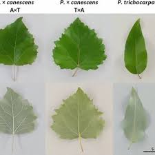 Attēlu rezultāti vaicājumam “Populus x canescens leaf”