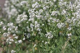Attēlu rezultāti vaicājumam “Lepidium latifolium”