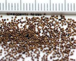 Attēlu rezultāti vaicājumam “Thymus pulegioides fruit”