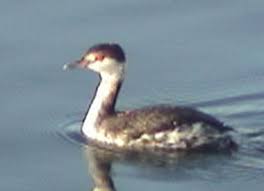 Image result for Podiceps auritus