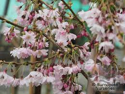 Attēlu rezultāti vaicājumam “Prunus padus var. roseiflora”
