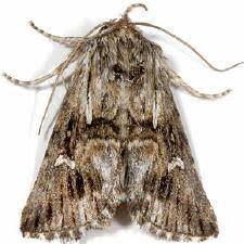 Attēlu rezultāti vaicājumam “Calophasia lunula”