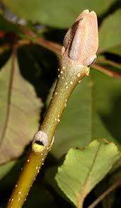 Attēlu rezultāti vaicājumam “Fraxinus excelsior Pendula bud”