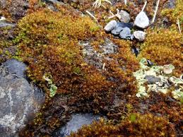 Attēlu rezultāti vaicājumam “Bryoerythrophyllum recurvirostrum”