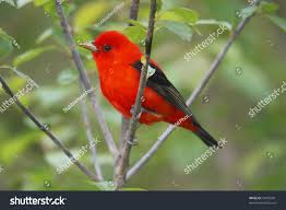 Image result for Piranga olivacea