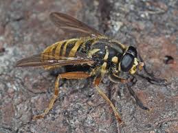 Attēlu rezultāti vaicājumam “Temnostoma vespiforme”