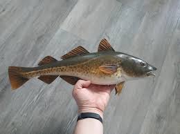 Image result for Gadus morhua