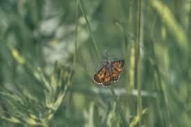 Attēlu rezultāti vaicājumam “Ematurga atomaria male”