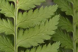 Attēlu rezultāti vaicājumam “Dryopteris carthusiana”
